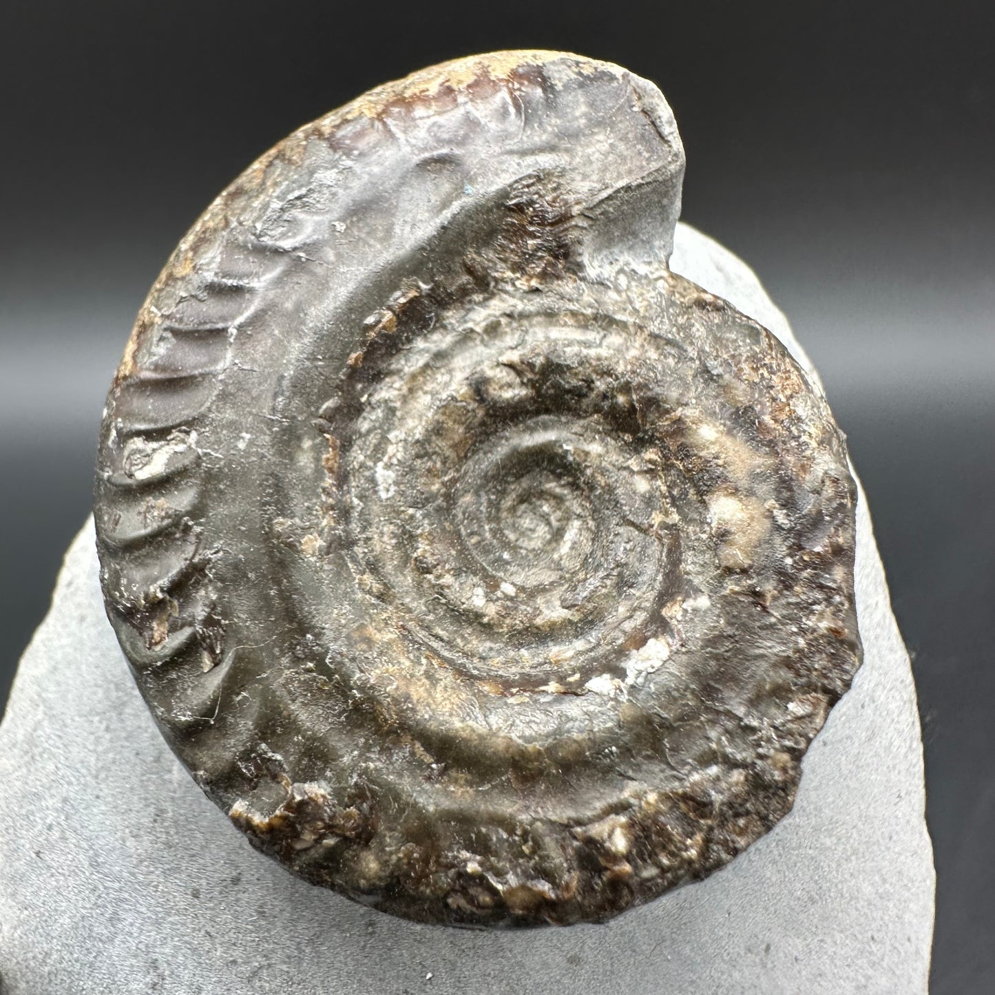 Hildoceras Bifrons Ammonite fossil with box and stand - Whitby, North Yorkshire Jurassic Coast, Yorkshire Fossils from the Jurassic Coast