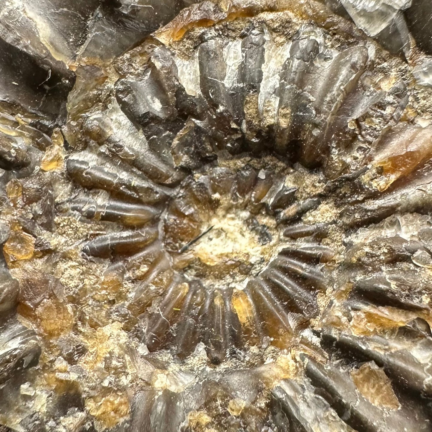 Pleuroceras paucicostatum ammonite fossil with box and stand - Whitby, North Yorkshire Jurassic Coast Yorkshire Fossils