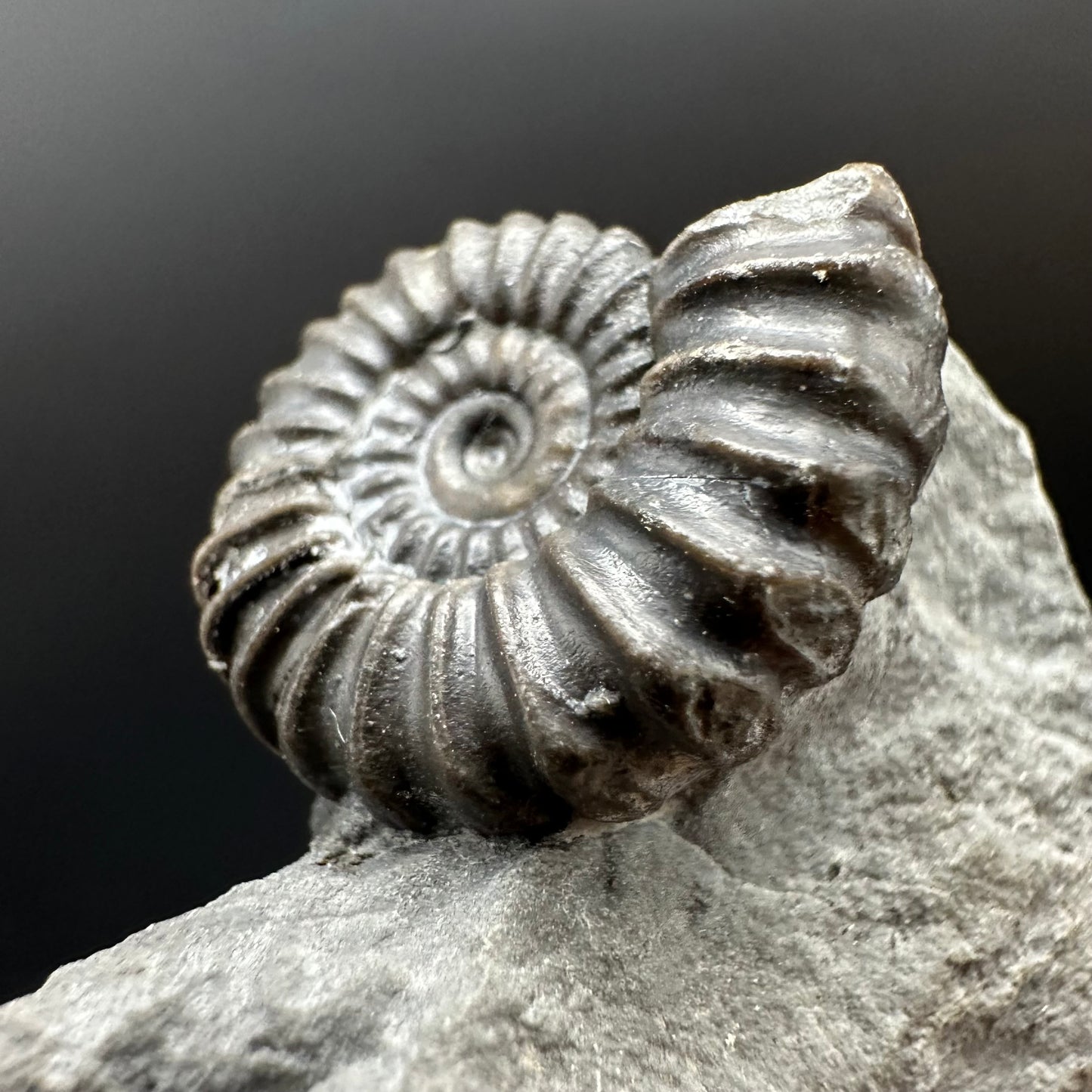 Promicroceras Ammonite shell fossil with box and stand - Whitby, North Yorkshire Jurassic Coast Yorkshire Fossils