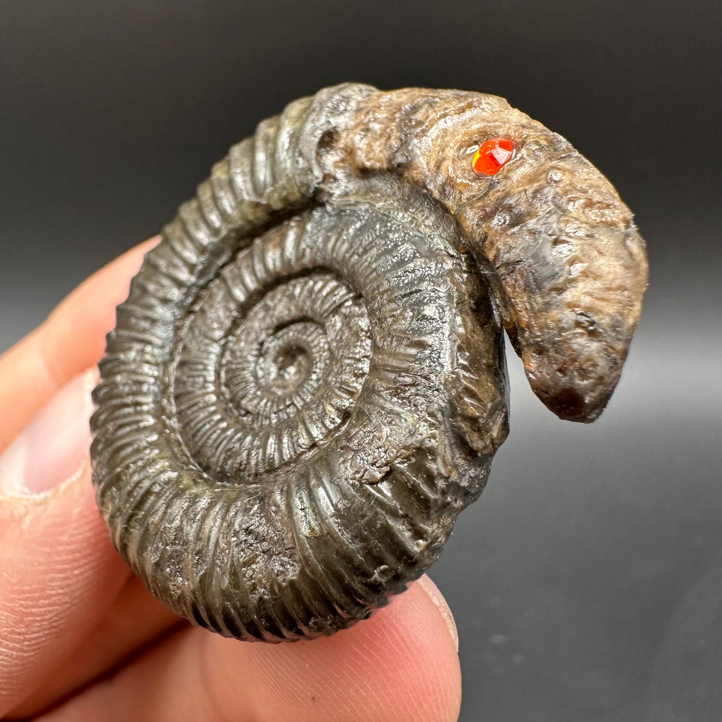 Snakestone Ammonite Fossil With Bag/Box And Stand - Whitby, North Yorkshire Jurassic Coast Yorkshire Fossils