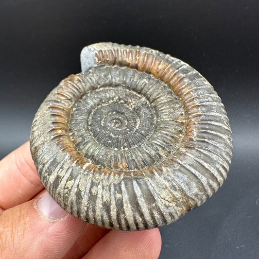 Dactylioceras Ammonite Fossil With Box And Stand - Whitby, North Yorkshire Jurassic Coast Yorkshire Fossils