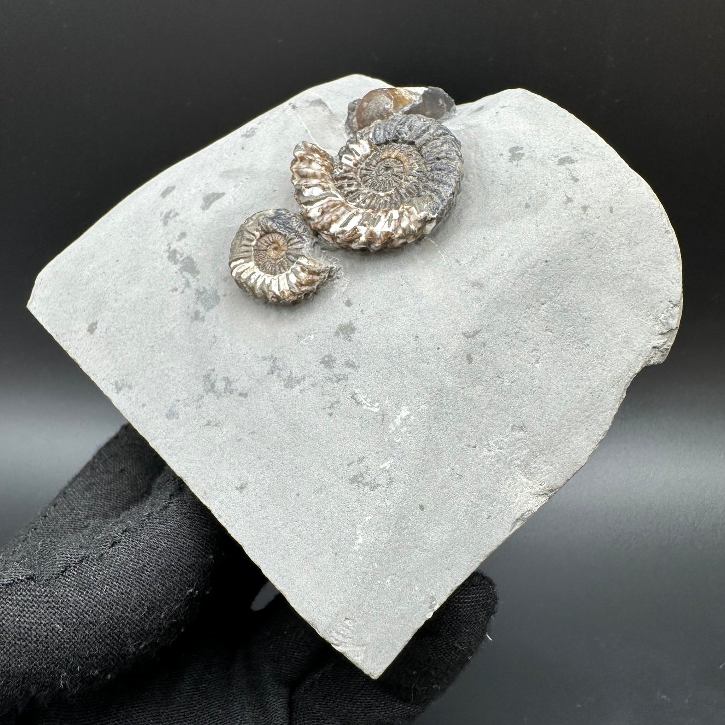 Oistoceras figulinum ammonite fossil / Belemnite Phragmocone with box and stand - Whitby, North Yorkshire Jurassic Coast Yorkshire Fossils