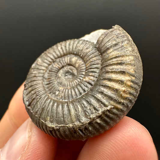 Dactylioceras Ammonite Fossil Gift Set - Whitby, North Yorkshire Jurassic Coast Yorkshire Fossils