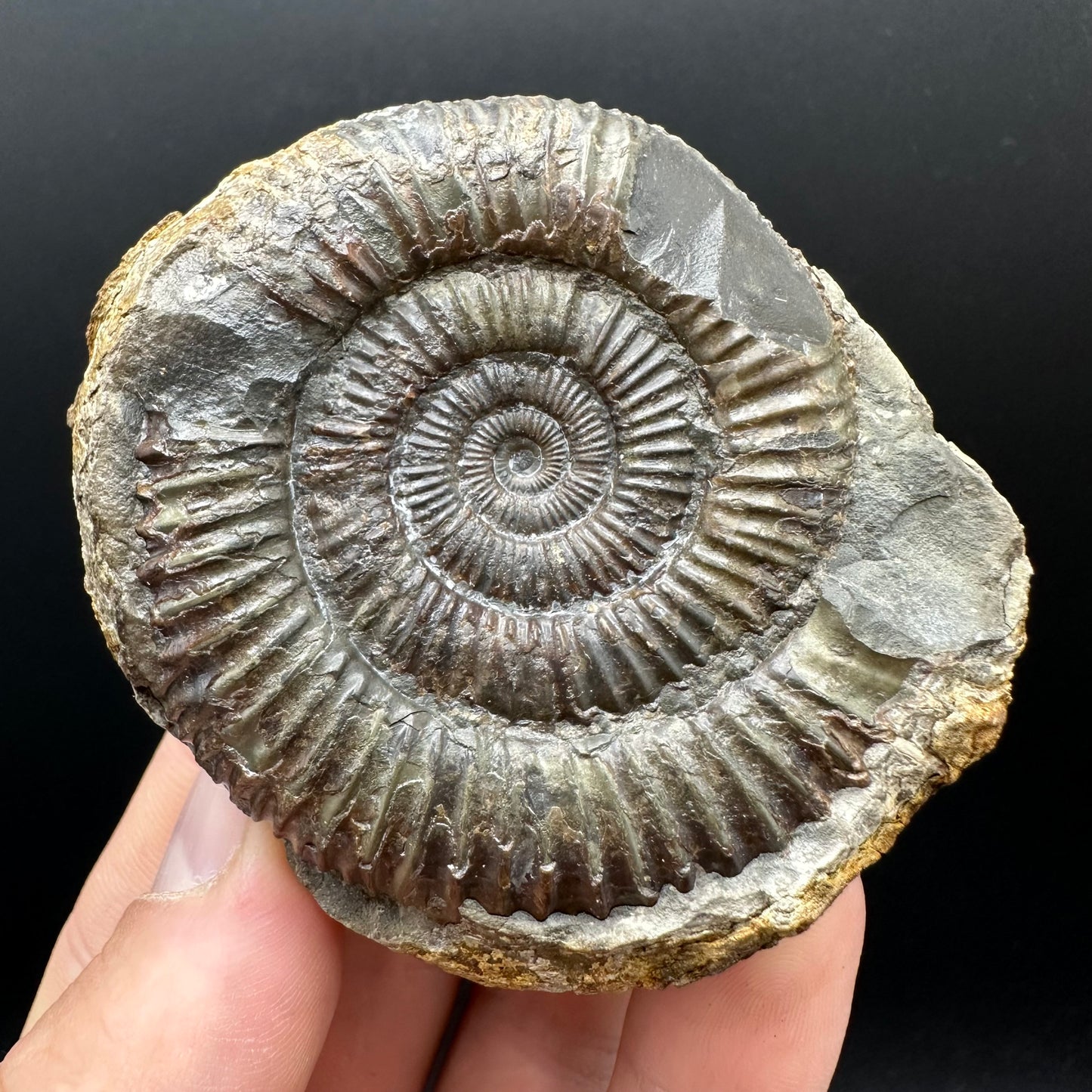 Dactylioceras Ammonite nodule (split pair) Fossil With Box And Stand - Whitby, North Yorkshire Jurassic Coast Yorkshire Fossils