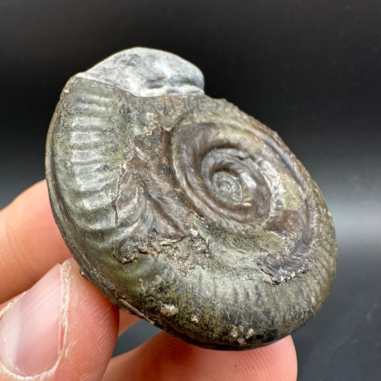Snakestone Ammonite Fossil With Bag/Box And Stand - Whitby, North Yorkshire Jurassic Coast Yorkshire Fossils