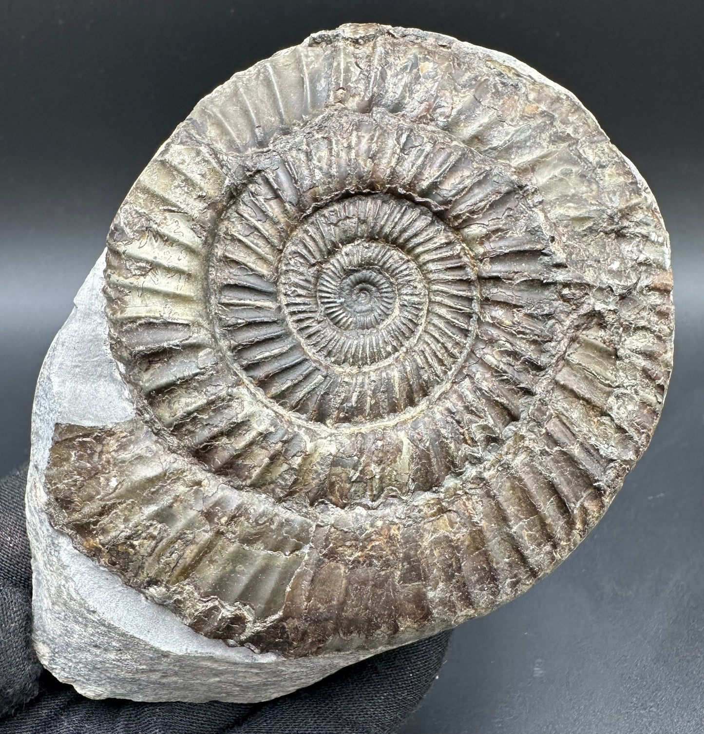 Dactylioceras Ammonite Fossil With Box And Stand - Whitby, North Yorkshire Jurassic Coast Yorkshire Fossils