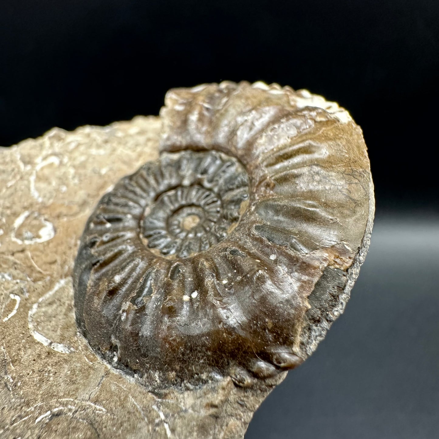 Amaltheus subnodosus Ammonite fossil with box and stand - Whitby, North Yorkshire Jurassic Coast Yorkshire Fossils