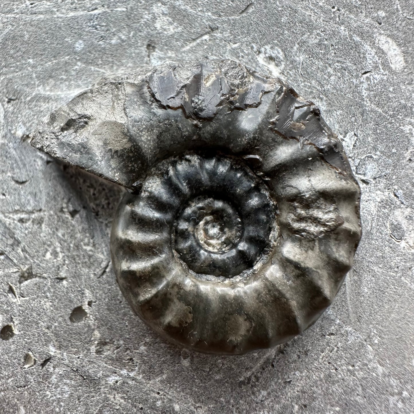 Eugassiceras Ammonite shell fossil with box and stand - Whitby, North Yorkshire Jurassic Coast Yorkshire Fossils