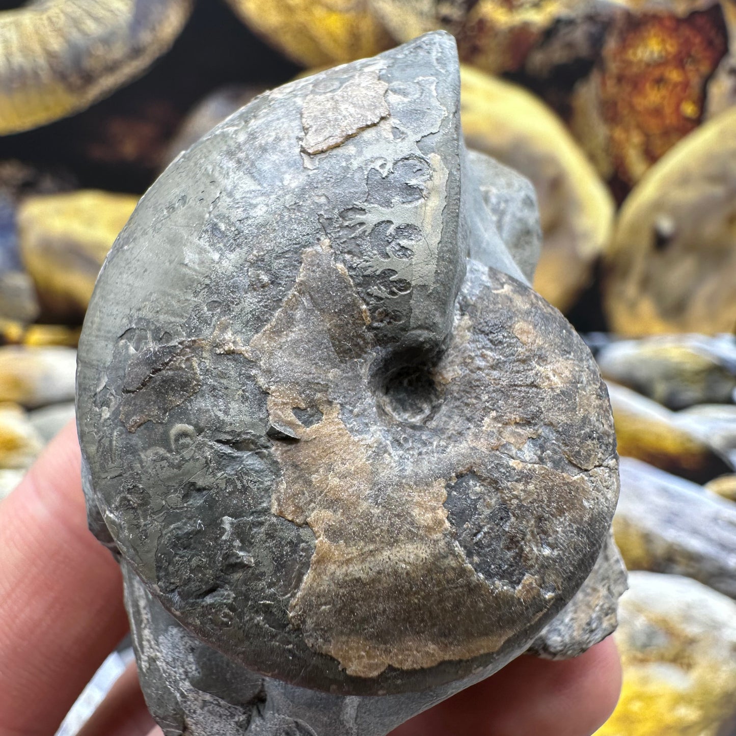 Phylloceras ammonite fossil - Whitby, North Yorkshire Jurassic Coast, Yorkshire fossils