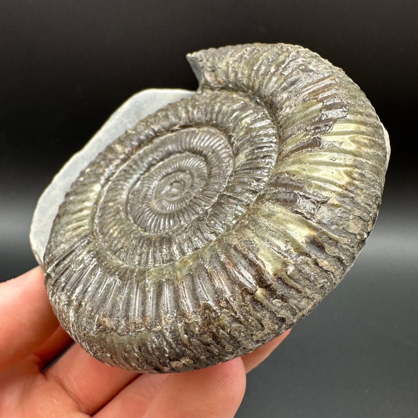 Dactylioceras Ammonite Fossil With Box And Stand - Whitby, North Yorkshire Jurassic Coast Yorkshire Fossils