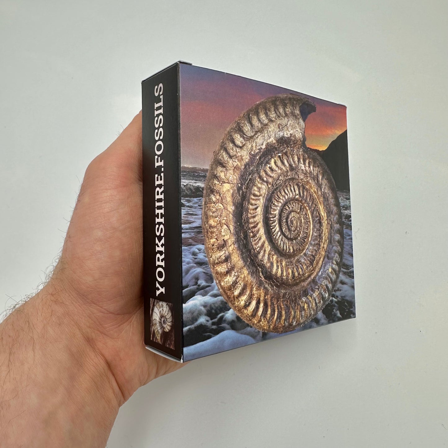 Yorkshire Dactyliocers ammonite fossil with display case and box - Whitby, North Yorkshire Jurassic Coast