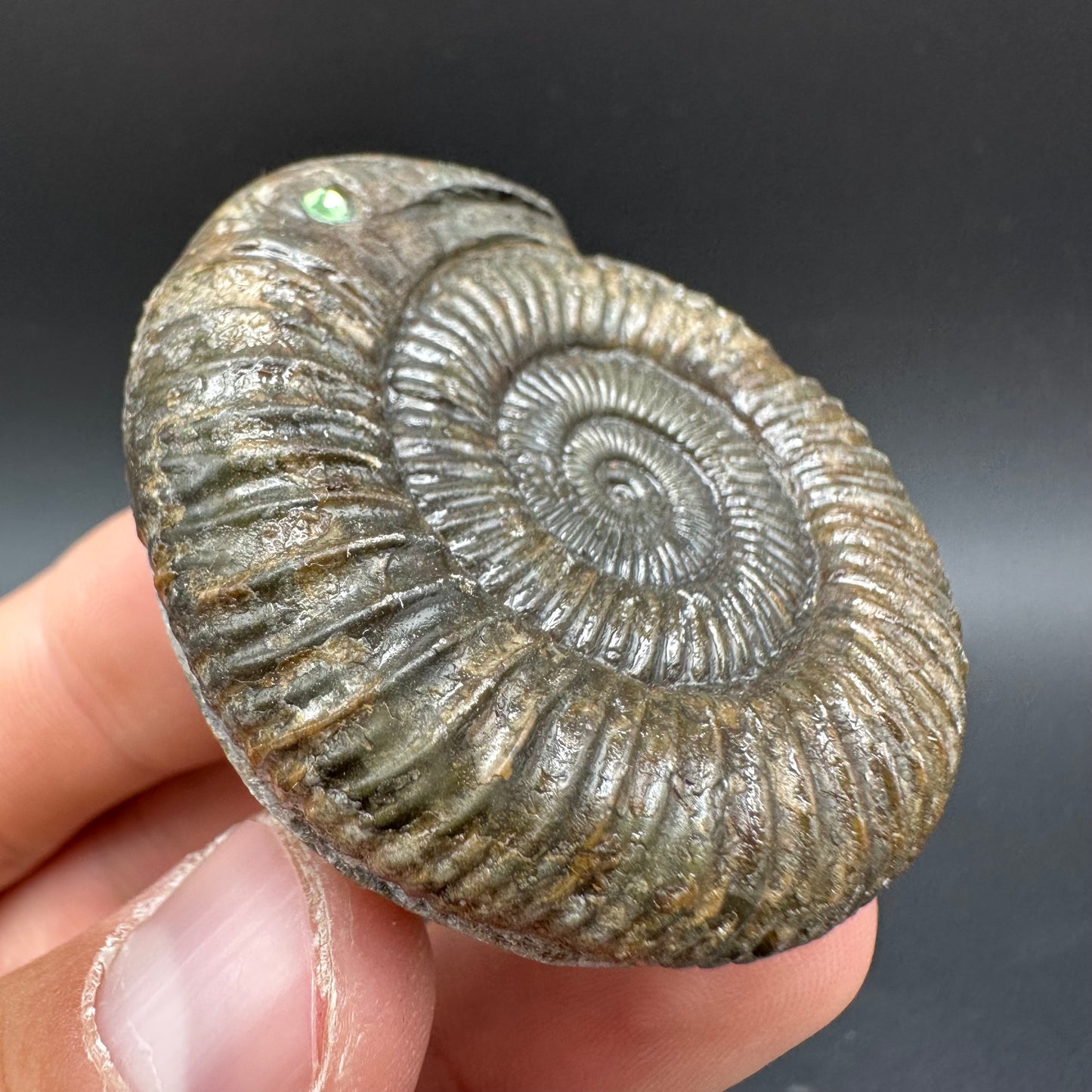 Snakestone Ammonite Fossil With Bag/Box And Stand - Whitby, North Yorkshire Jurassic Coast Yorkshire Fossils