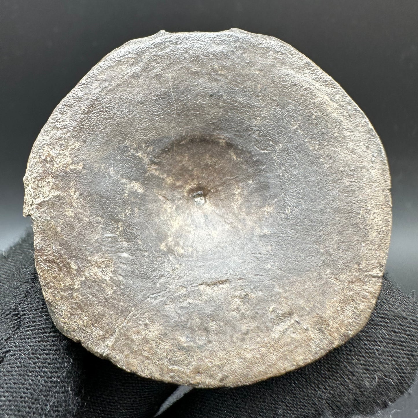 Ichthyosaur Vertebra fossil with box and stand - Whitby, North Yorkshire Jurassic Coast, Yorkshire fossils found on the Jurassic Coast