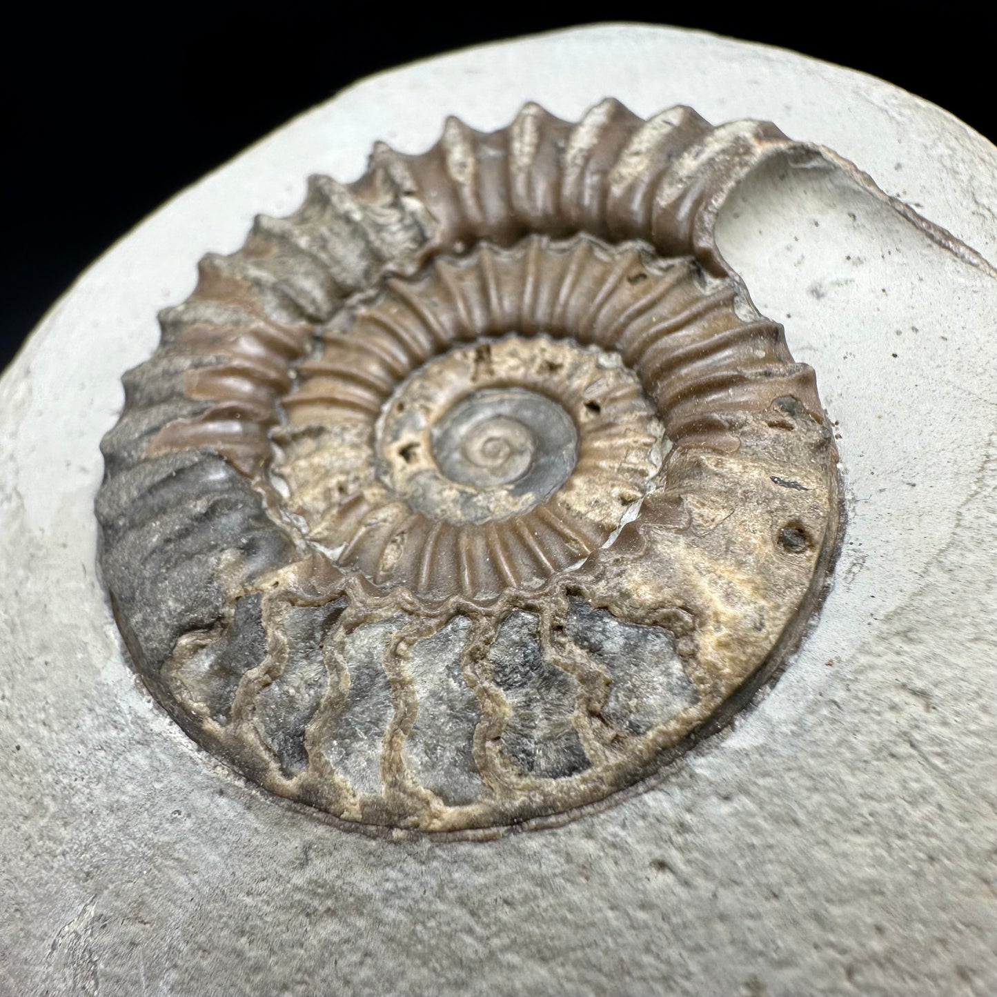 Arnioceras ammonite shell fossil with box and stand - Whitby, North Yorkshire Jurassic Coast Yorkshire Fossils