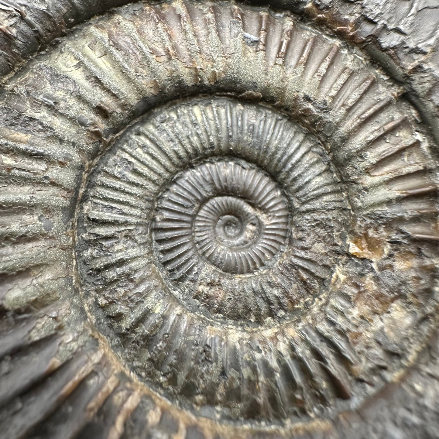 Dactylioceras Ammonite Fossil With Box And Stand - Whitby, North Yorkshire Jurassic Coast Yorkshire Fossils