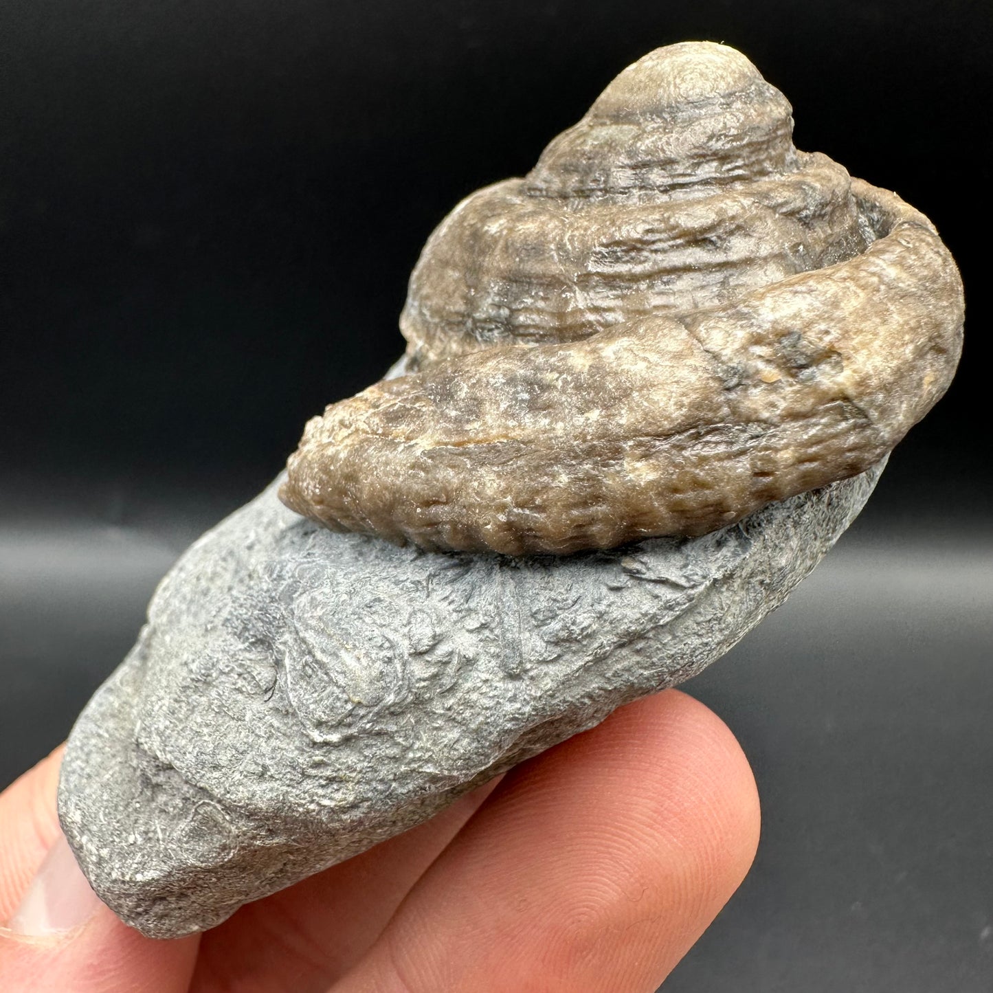 Gastropod Shell Fossil With Box And Stand - Whitby, North Yorkshire, Jurassic Coast, Yorkshire Fossils