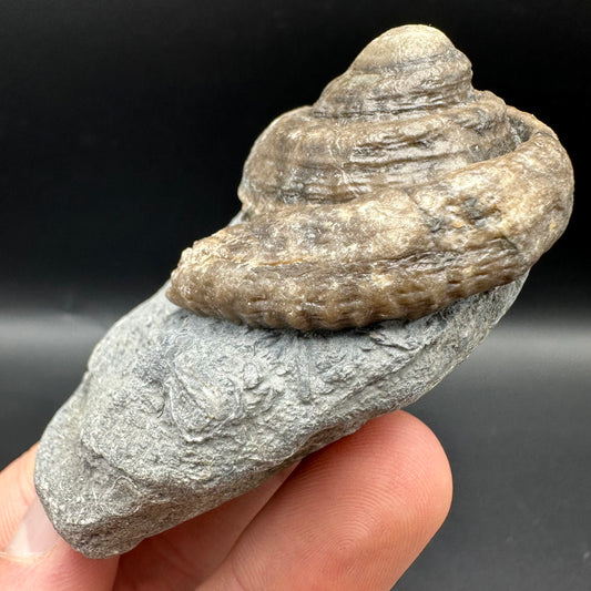 Gastropod Shell Fossil With Box And Stand - Whitby, North Yorkshire, Jurassic Coast, Yorkshire Fossils
