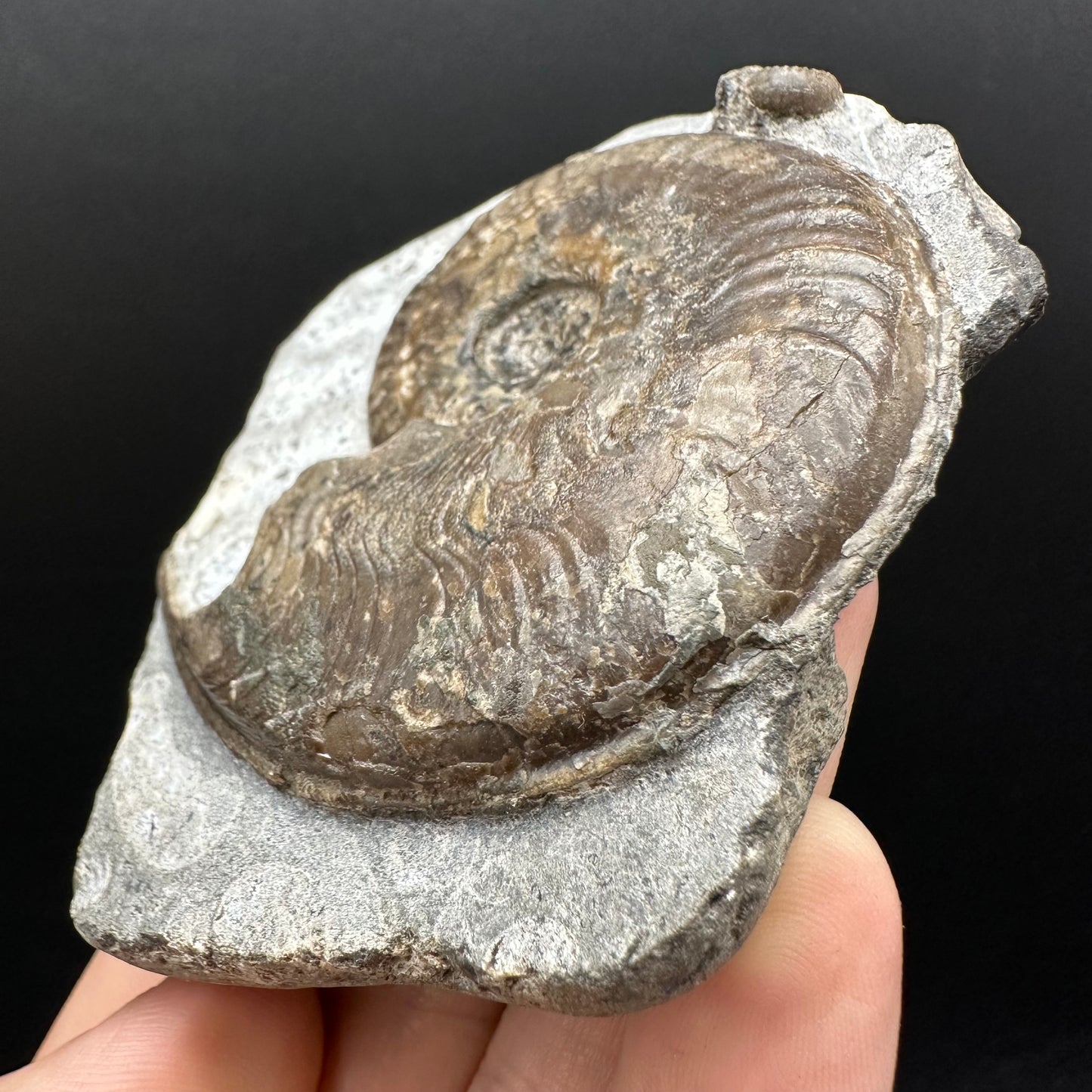 Harpoceras Sp. Ammonite fossil with box and stand - Whitby, North Yorkshire Jurassic Coast Yorkshire Fossils