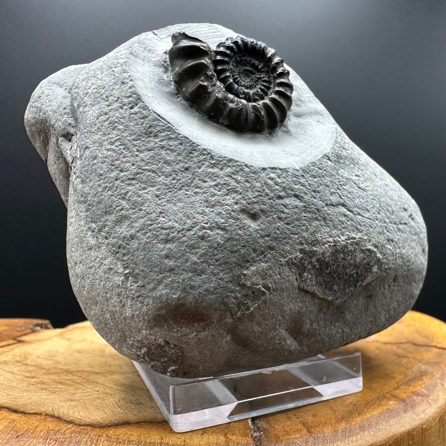 Gagaticeras Ammonite fossil with box and stand - Whitby, North Yorkshire Jurassic Coast Yorkshire Fossils