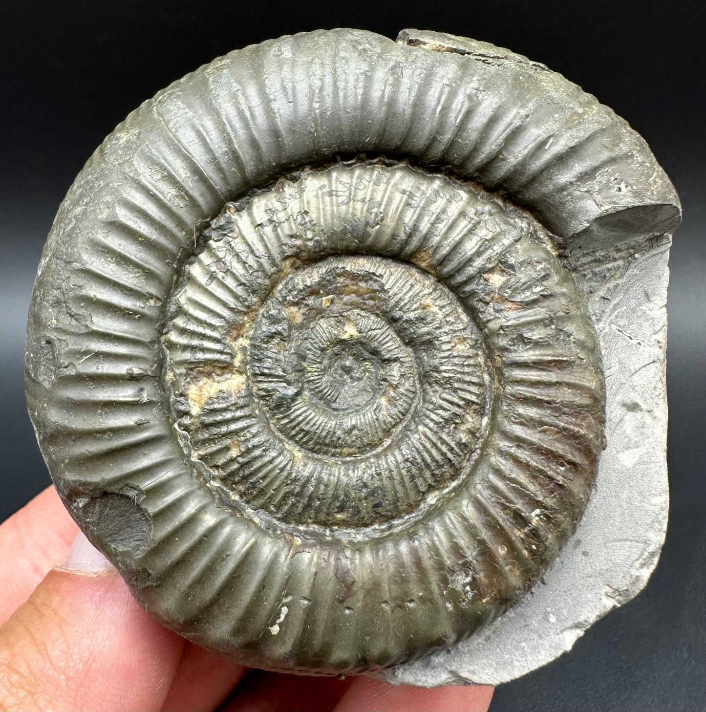 Peronoceras fibulatum Ammonite fossil with box and stand - Whitby, North Yorkshire Jurassic Coast Yorkshire Fossils