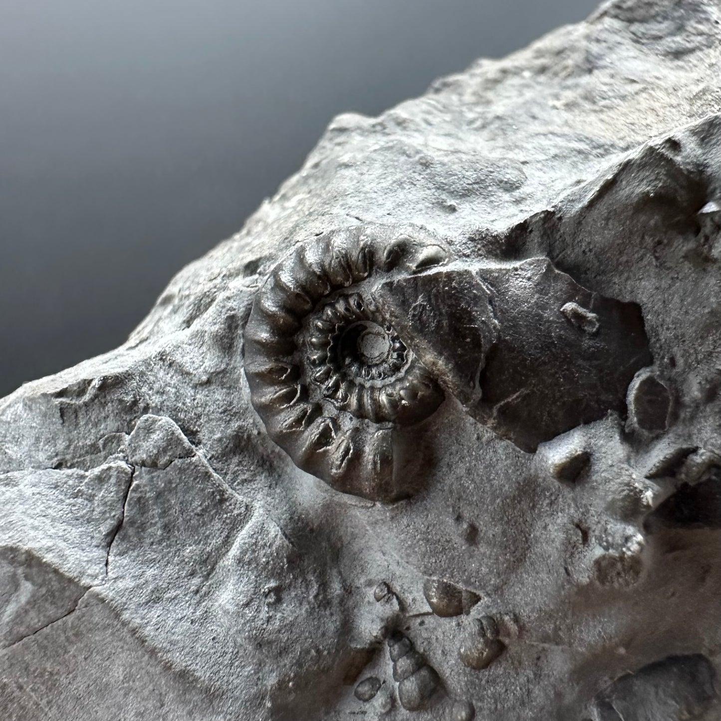 Gagaticeras Ammonite fossil with box and stand - Whitby, North Yorkshire Jurassic Coast Yorkshire Fossils