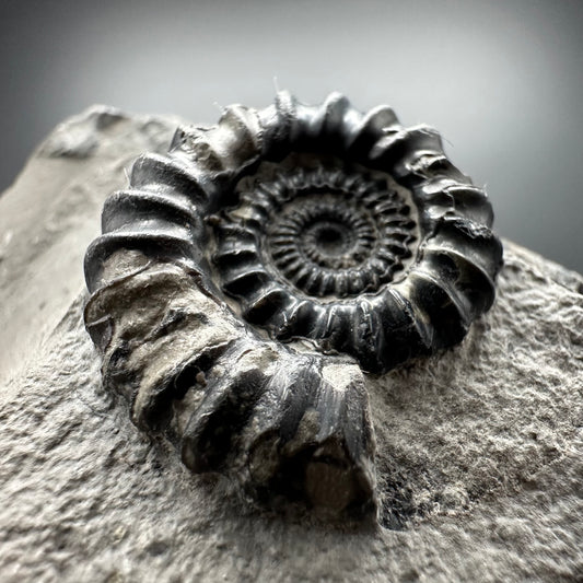 Gagaticeras Ammonite fossil with box and stand - Whitby, North Yorkshire Jurassic Coast Yorkshire Fossils
