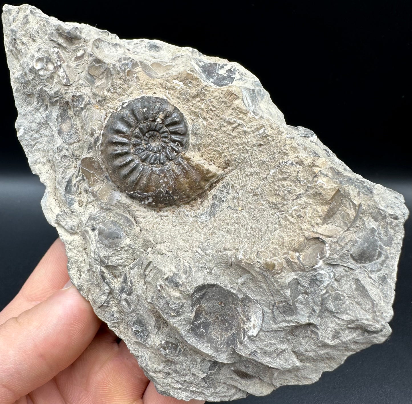 Amaltheus subnodosus Ammonite fossil with box and stand - Whitby, North Yorkshire Jurassic Coast Yorkshire Fossils