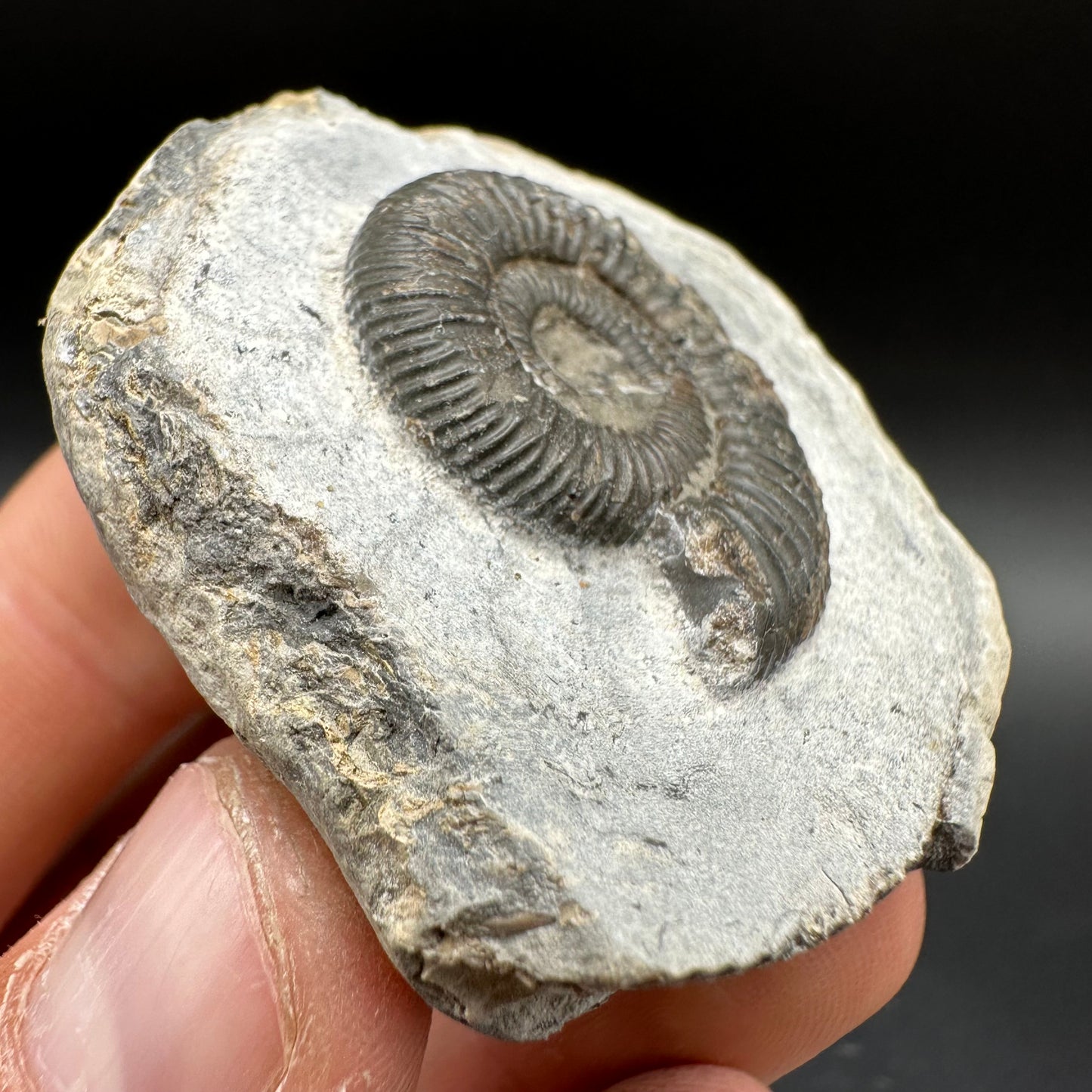 Dactylioceras Ammonite Fossil With Box And Stand - Whitby, North Yorkshire Jurassic Coast Yorkshire Fossils