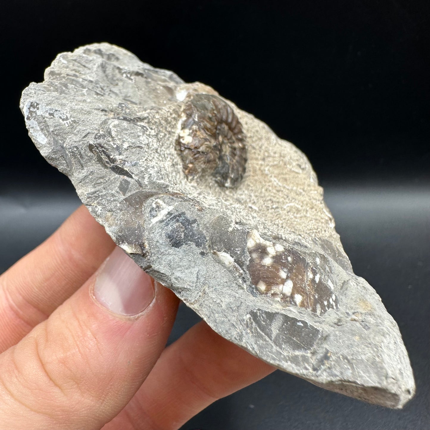 Amaltheus subnodosus Ammonite fossil with box and stand - Whitby, North Yorkshire Jurassic Coast Yorkshire Fossils