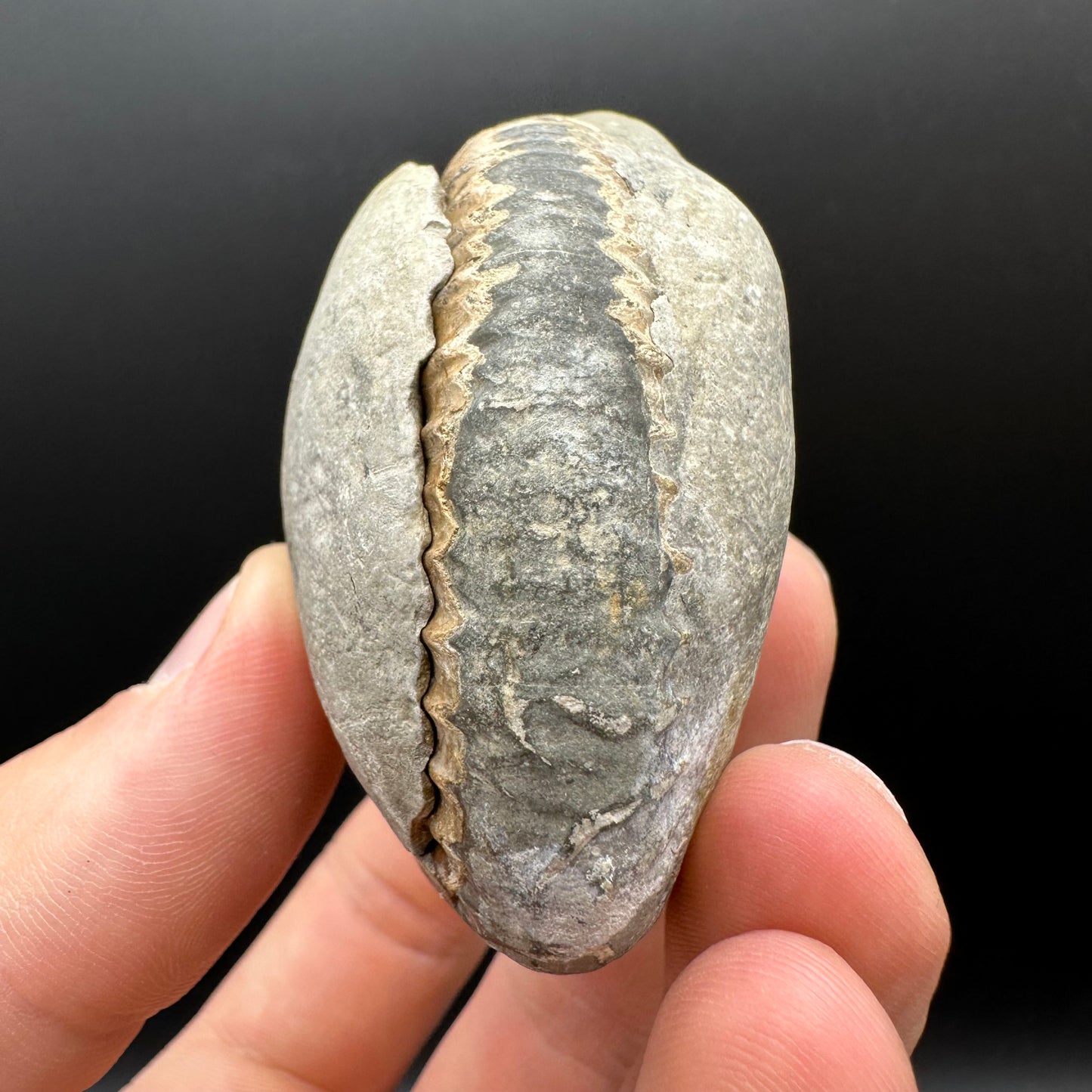 Dactylioceras Ammonite nodule (split pair) Fossil With Box And Stand - Whitby, North Yorkshire Jurassic Coast Yorkshire Fossils