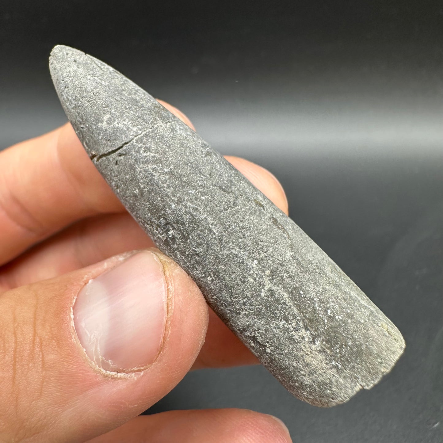 Belemnite (Fossil Squid) shell fossil - Whitby, North Yorkshire Jurassic Coast Yorkshire Fossils