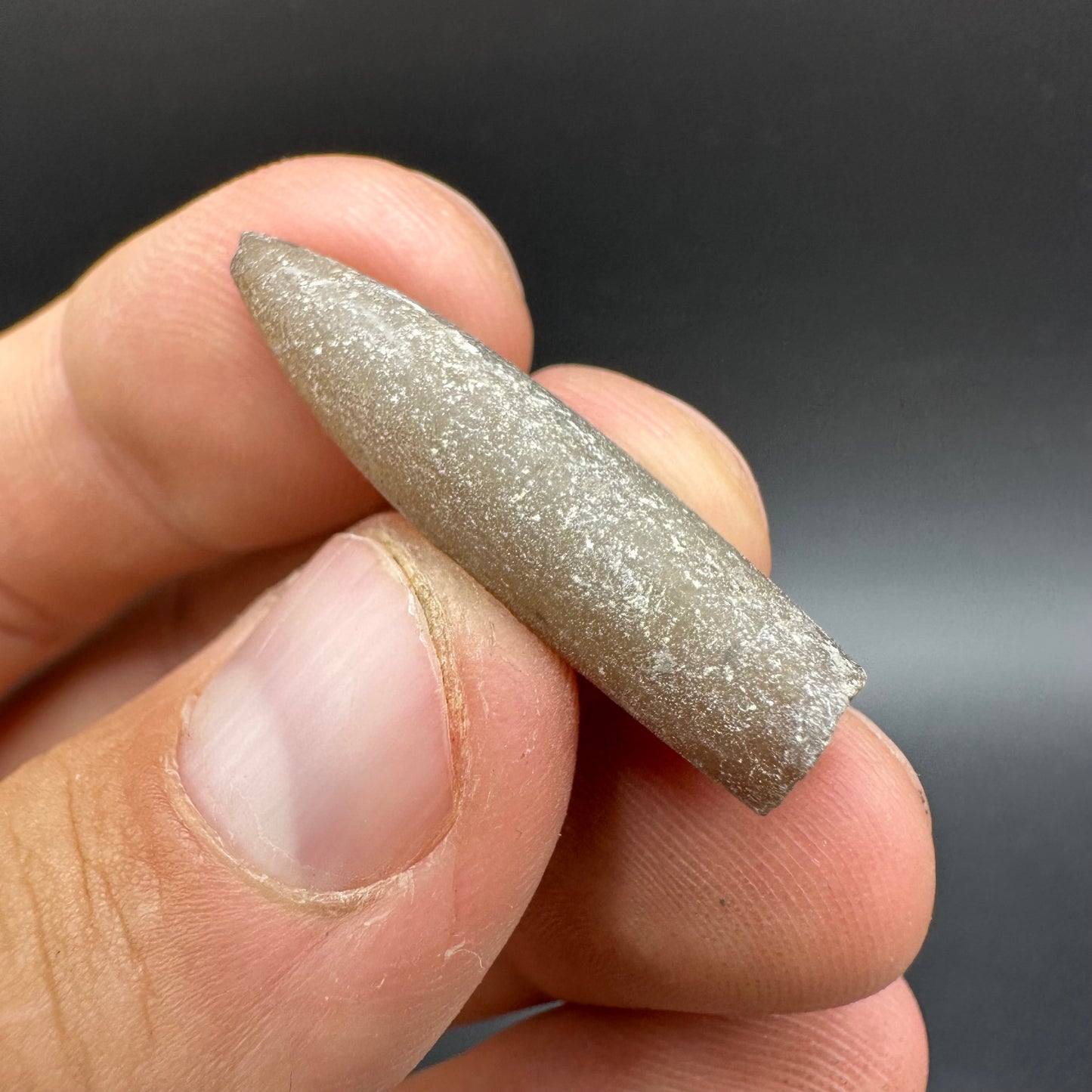 Belemnite (Fossil Squid) shell fossil - Whitby, North Yorkshire Jurassic Coast Yorkshire Fossils
