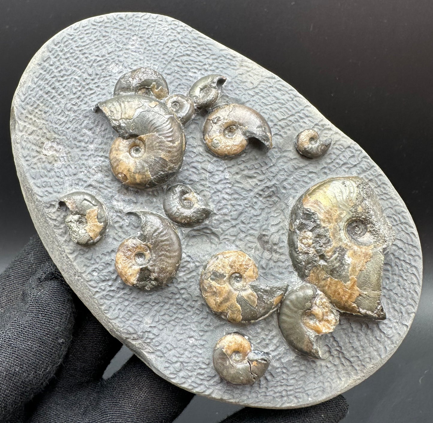 Eleganticeras Elegantulum ammonite fossil with box and stand - Whitby, North Yorkshire Jurassic Coast, Yorkshire Fossils