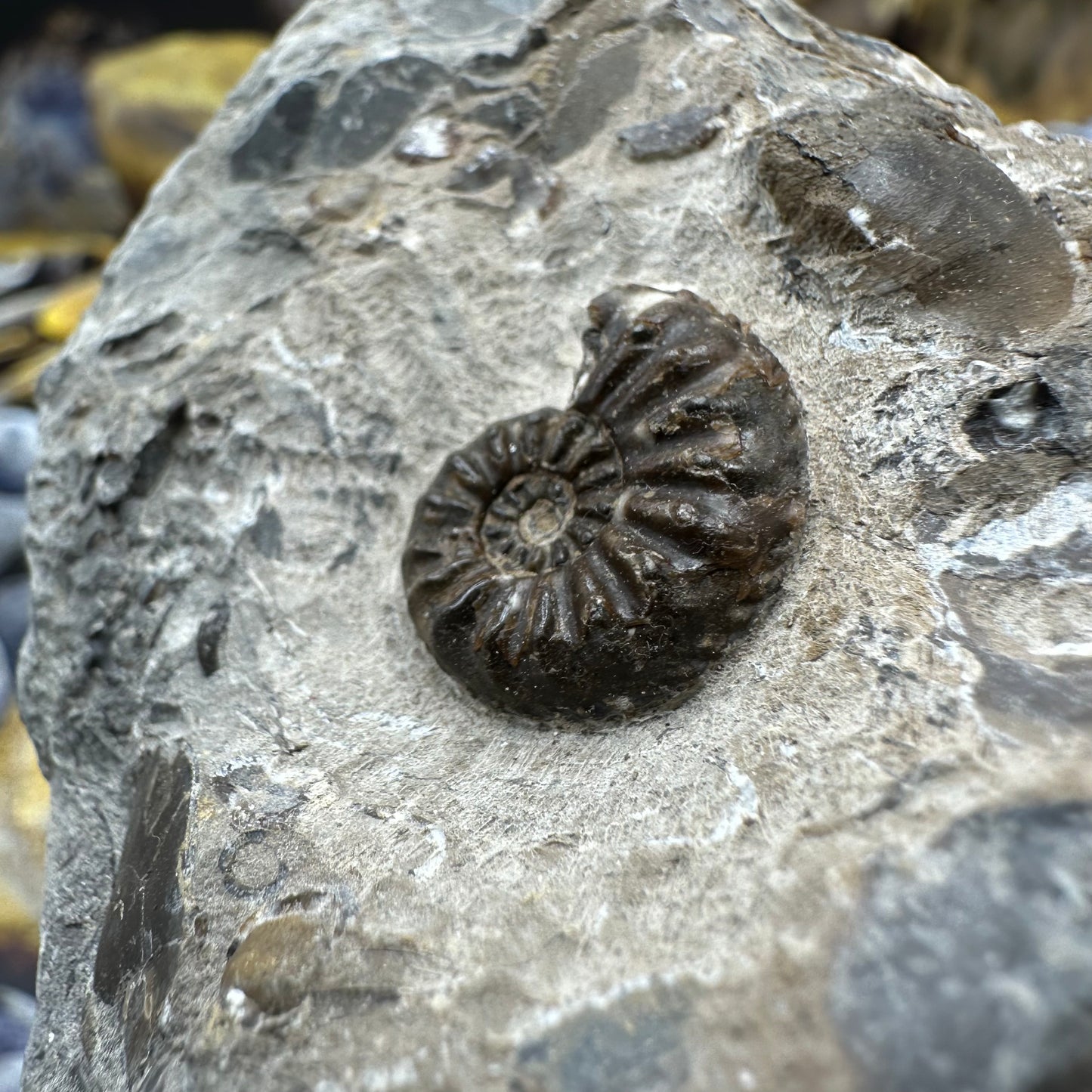 Amaltheus subnodosus ammonite fossil - Whitby, North Yorkshire Jurassic Coast, Yorkshire Fossils
