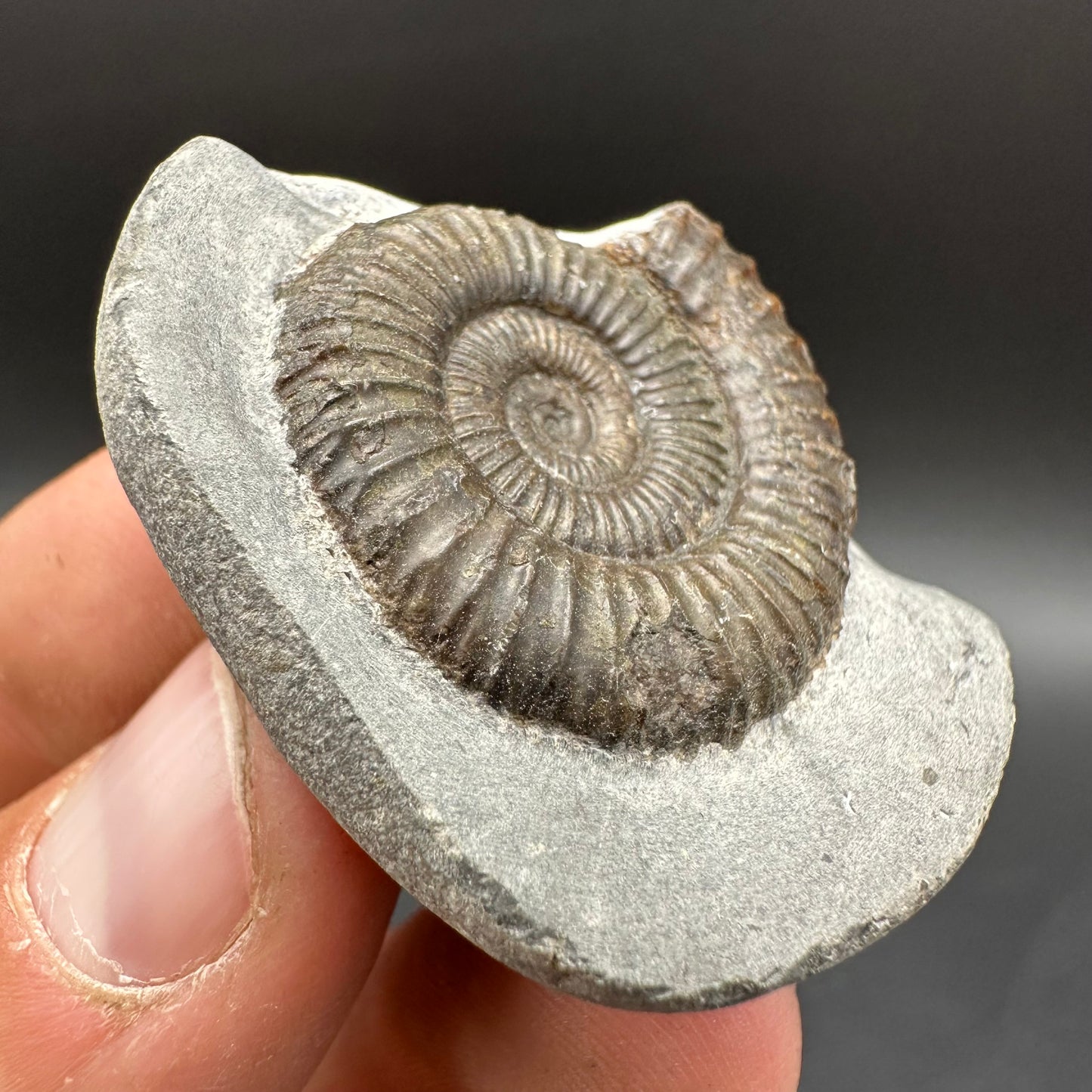Dactylioceras Ammonite Fossil With Box And Stand - Whitby, North Yorkshire Jurassic Coast Yorkshire Fossils