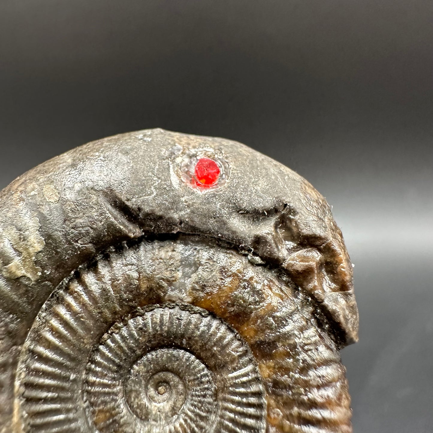 Snakestone Ammonite Fossil With Bag/Box And Stand - Whitby, North Yorkshire Jurassic Coast Yorkshire Fossils