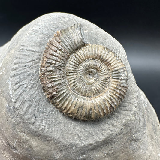 Dactylioceras Ammonite Fossil With box and Stand - Whitby, North Yorkshire Jurassic Coast Yorkshire Fossils