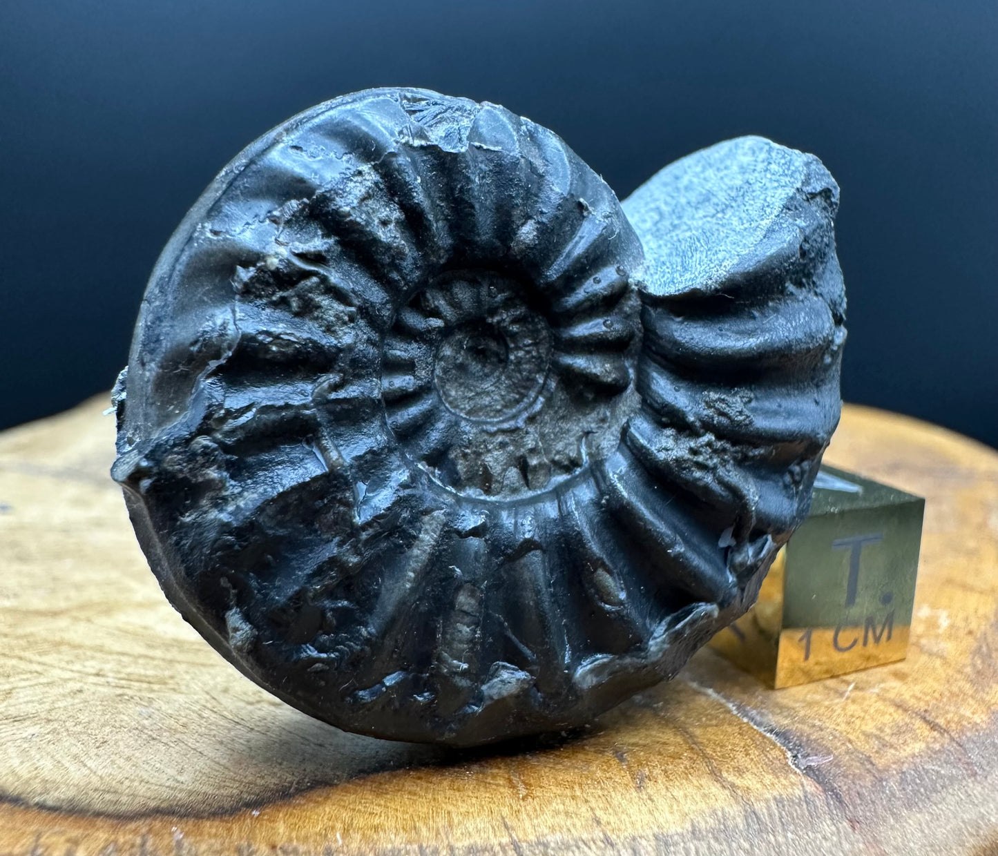 Asteroceras Ammonite fossil with box and stand - Whitby, North Yorkshire Jurassic Coast Yorkshire Fossils