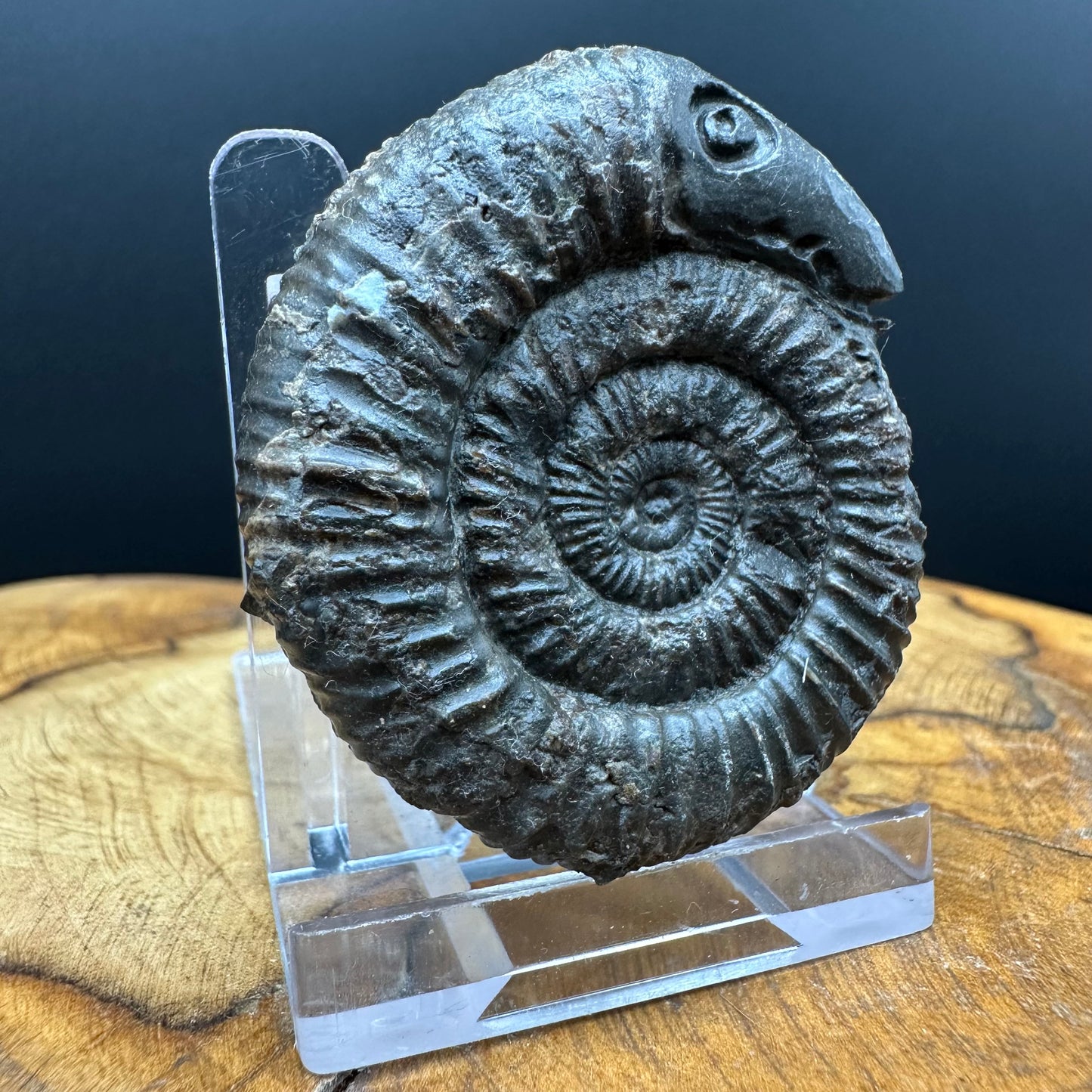 Snakestone Ammonite Fossil With Bag/Box And Stand - Whitby, North Yorkshire Jurassic Coast Yorkshire Fossils