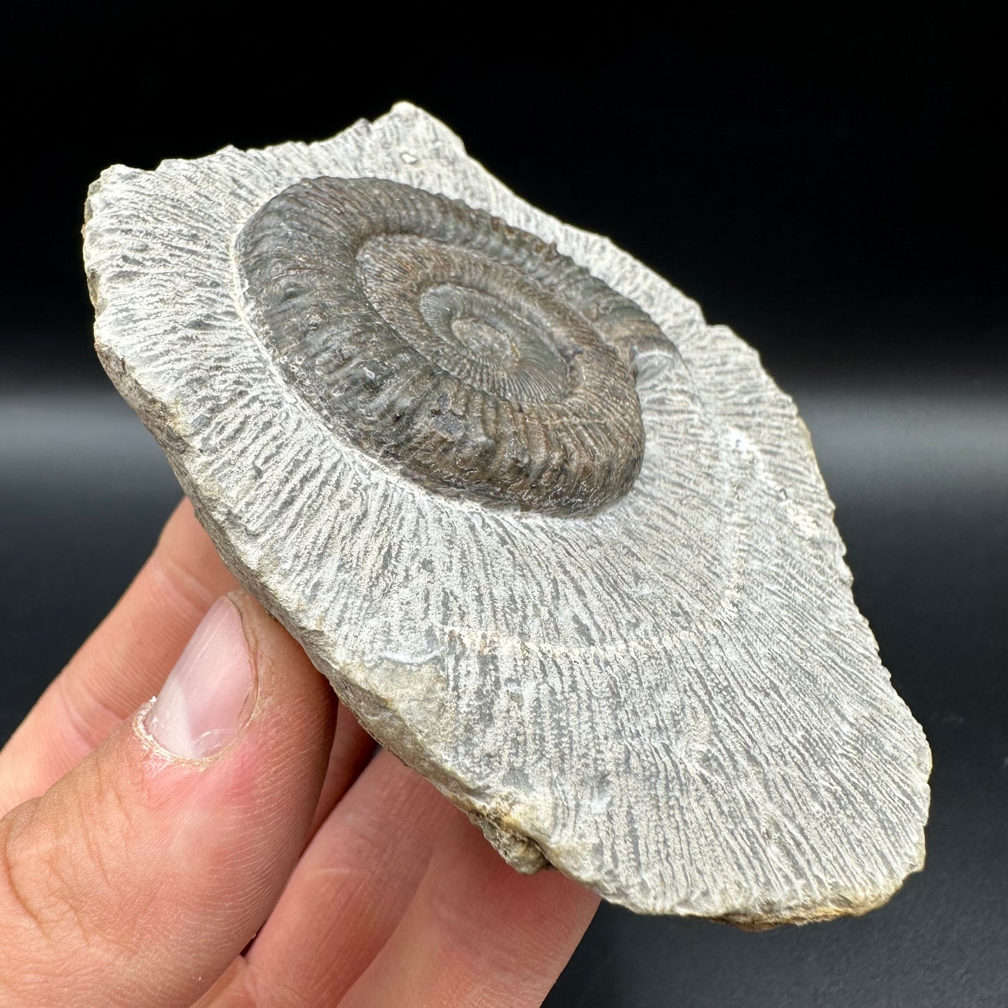 Peronoceras turriculatum Ammonite fossil with box and stand - Whitby, North Yorkshire Jurassic Coast, Yorkshire fossils