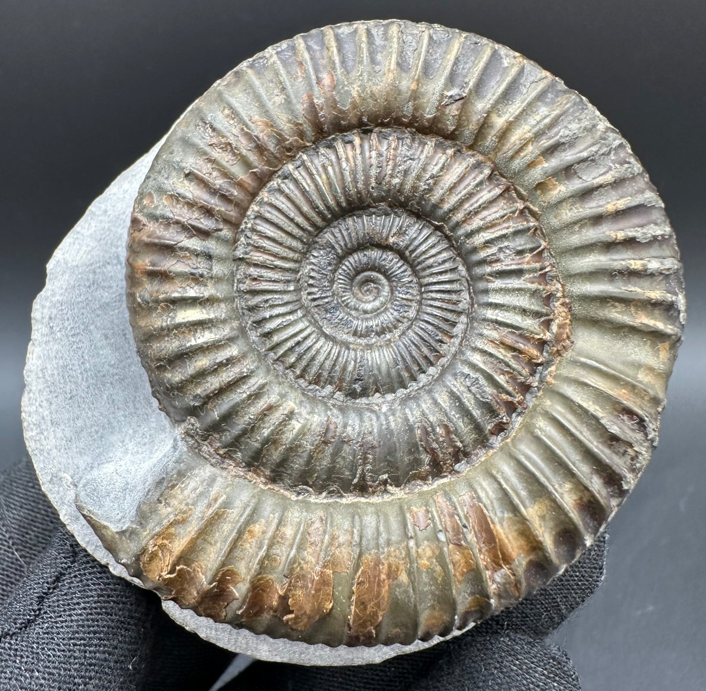 Dactylioceras Ammonite Fossil With Box And Stand - Whitby, North Yorkshire Jurassic Coast Yorkshire Fossils