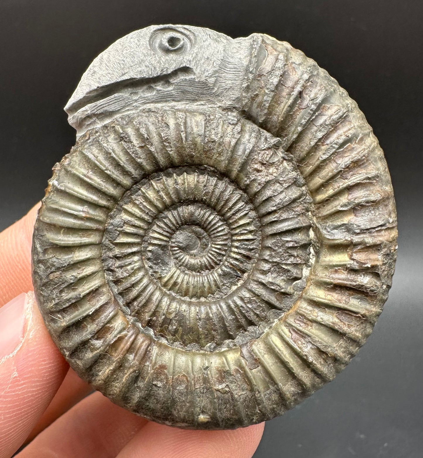 Snakestone Ammonite Fossil With Bag/Box And Stand - Whitby, North Yorkshire Jurassic Coast Yorkshire Fossils