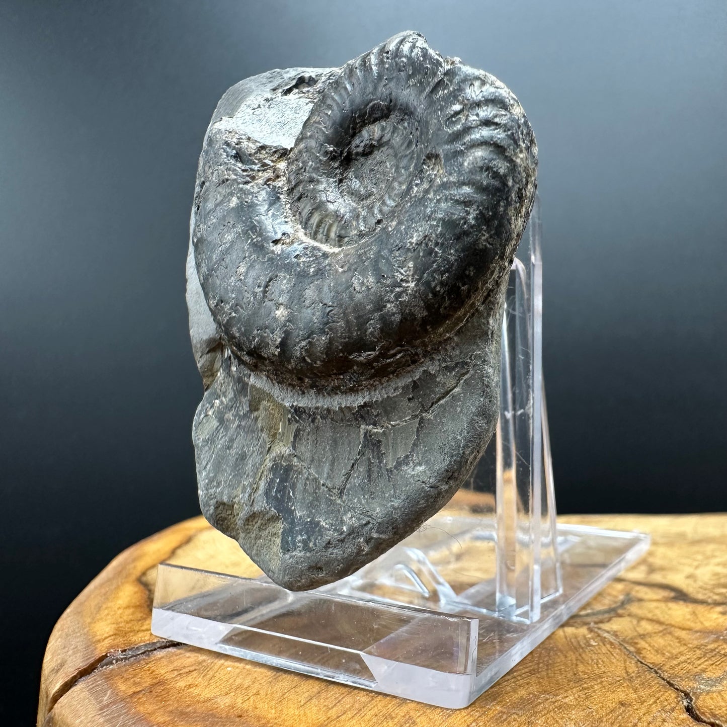 Grammoceras thoaurense Ammonite shell fossil with box and stand - Whitby, North Yorkshire, Yorkshire Fossils from the Jurassic Coast