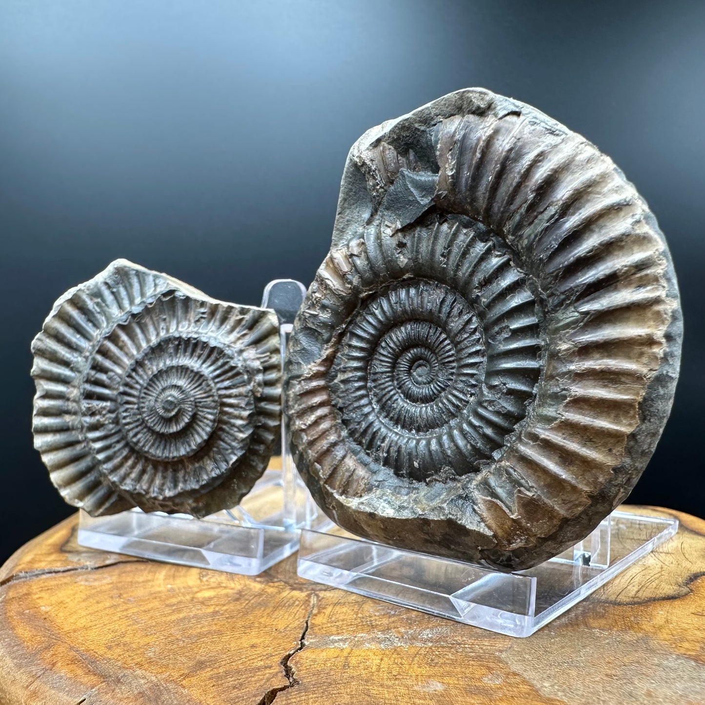 Dactylioceras Ammonite nodule (split pair) Fossil With Box And Stand - Whitby, North Yorkshire Jurassic Coast Yorkshire Fossils
