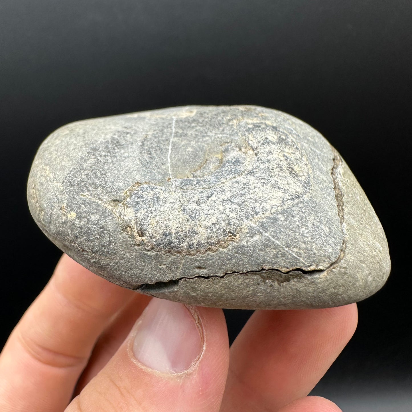 Dactylioceras Ammonite nodule (split pair) Fossil With Box And Stand - Whitby, North Yorkshire Jurassic Coast Yorkshire Fossils