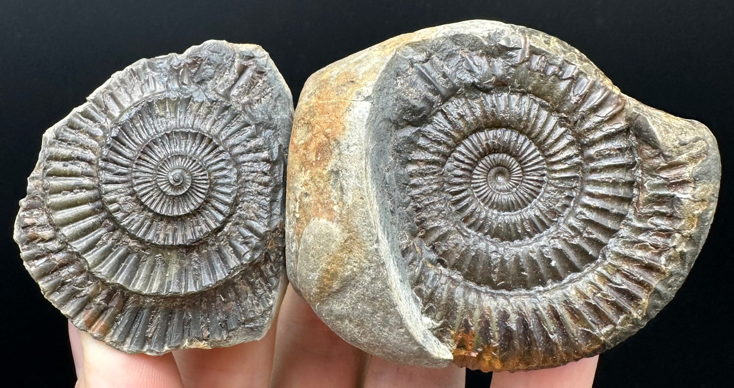 Dactylioceras Ammonite nodule (split pair) Fossil With Box And Stand - Whitby, North Yorkshire Jurassic Coast Yorkshire Fossils