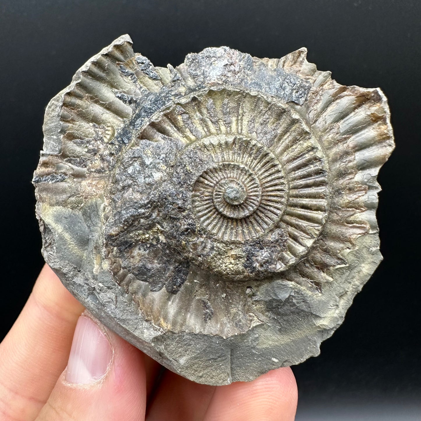 Dactylioceras Ammonite nodule (split pair) Fossil With Box And Stand - Whitby, North Yorkshire Jurassic Coast Yorkshire Fossils