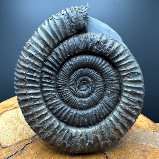 Dactylioceras Ammonite Fossil With box and Stand - Whitby, North Yorkshire Jurassic Coast Yorkshire Fossils