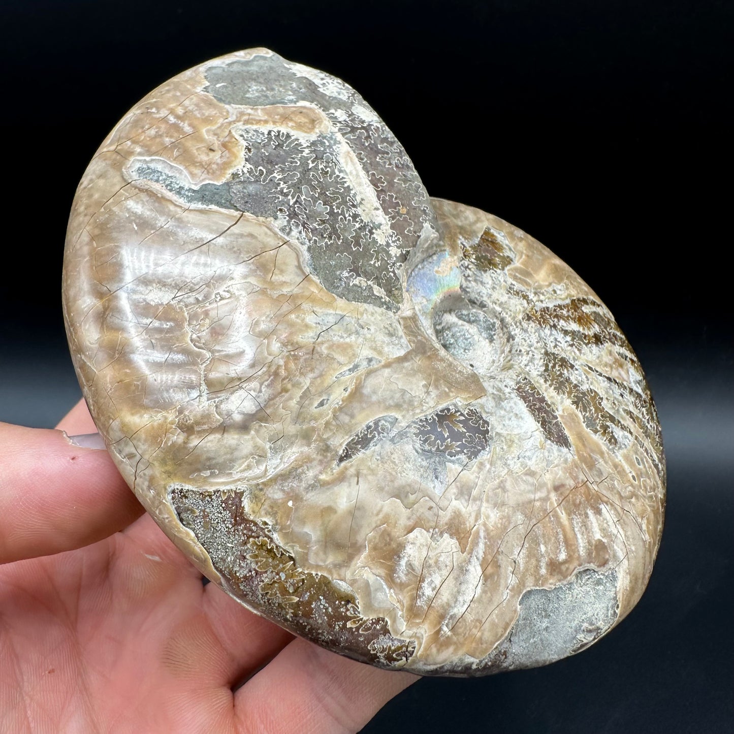 Cleoniceras Ammonite Fossil With Box And Stand - Cretaceous Ammonite Madagascar