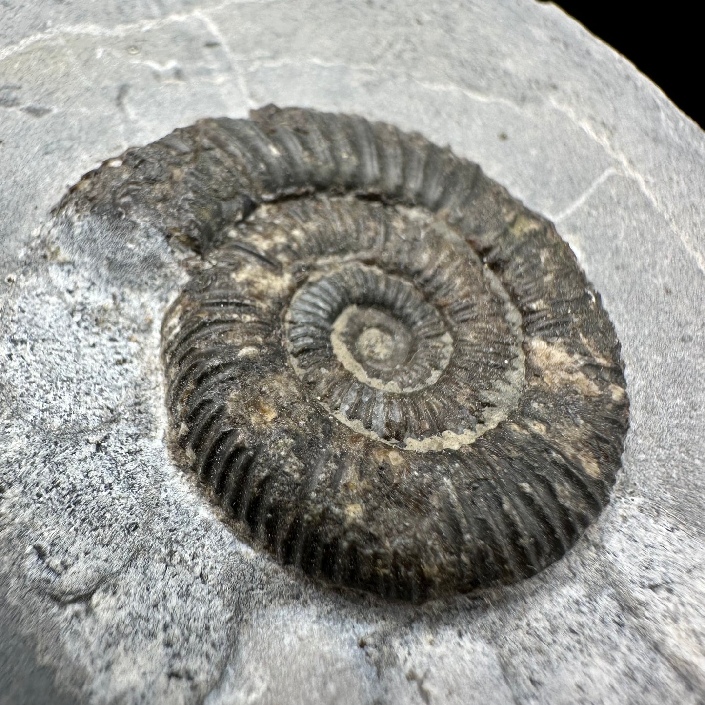 Dactylioceras Ammonite Fossil With Box And Stand - Whitby, North Yorkshire Jurassic Coast Yorkshire Fossils